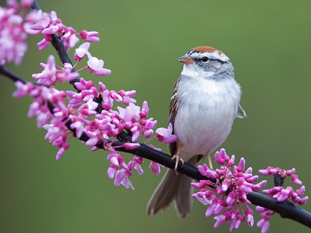 Chipping Sparrow, perched on Eastern Redbud with pink magenta flowers